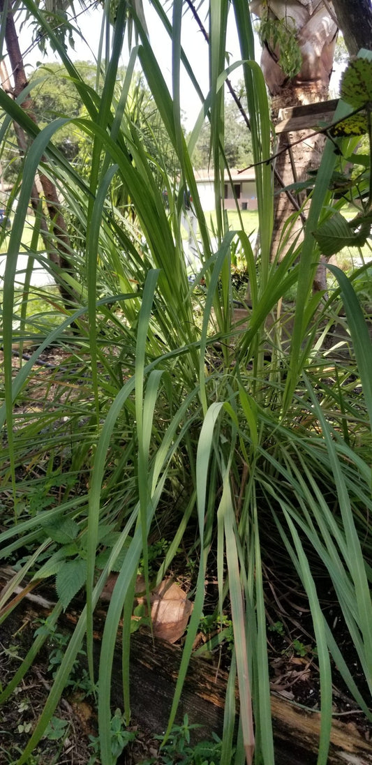 Lemon Grass - Whitwam Organics