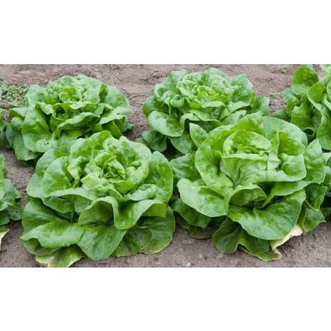 Lettuce - Bibb Head (Heirloom) - Whitwam Organics