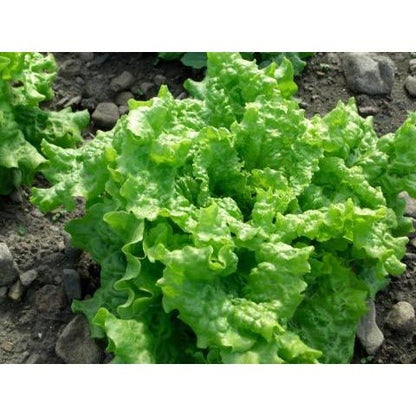 Lettuce - Black Seeded Simpson Leaf (Heirloom) - Whitwam Organics