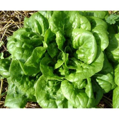 Lettuce - Buttercrunch Head - Whitwam Organics