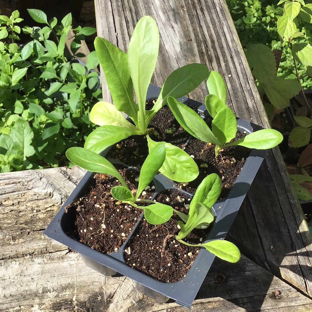 Lettuce - Buttercrunch Head - Whitwam Organics