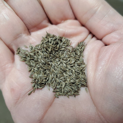 Lettuce - Buttercrunch Head - Whitwam Organics