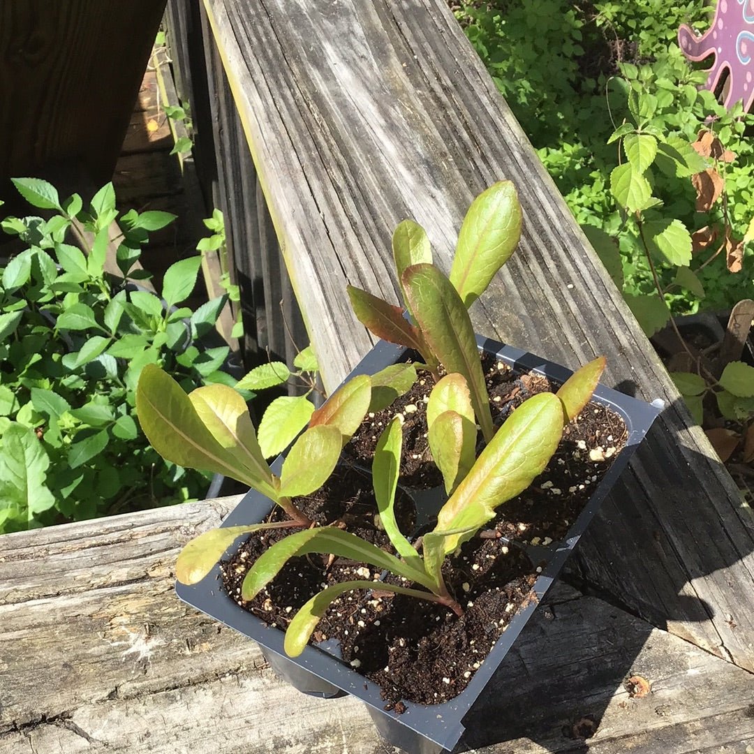 Lettuce - Cimmaron Romaine Head (Heirloom) - Whitwam Organics