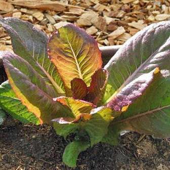 Lettuce - Cimmaron Romaine Head (Heirloom) - Whitwam Organics