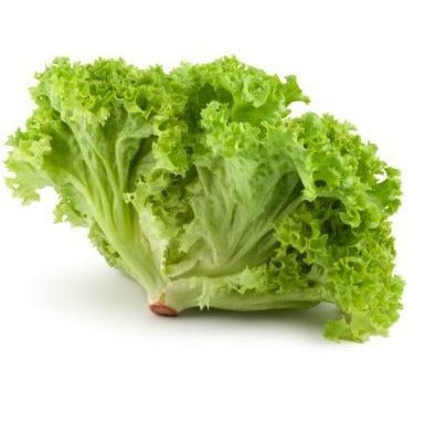 Lettuce - Grand Rapids TBR Leaf (Heirloom) - Whitwam Organics