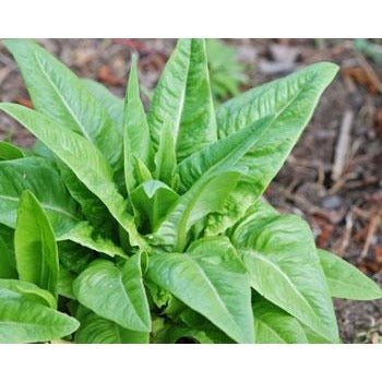 Lettuce - Green Amish Deer Tongue Leaf (Heirloom) - Whitwam Organics