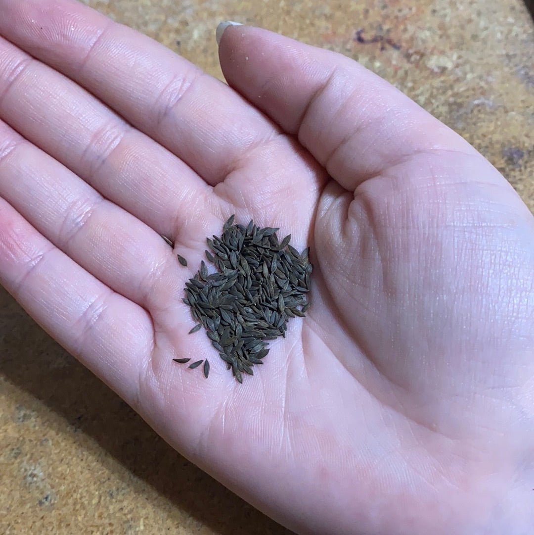 Lettuce - Green Amish Deer Tongue Leaf (Heirloom) - Whitwam Organics