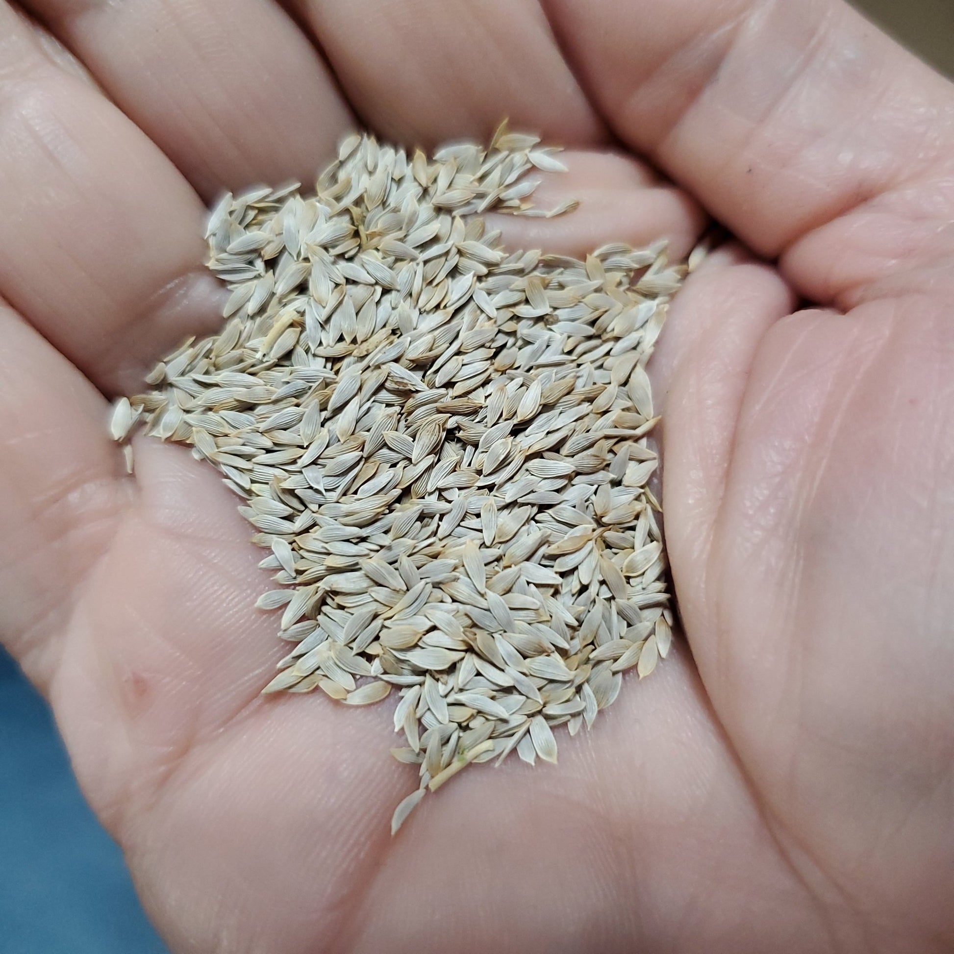 Lettuce - Green Oakleaf Semi - Head (Heirloom) - Whitwam Organics