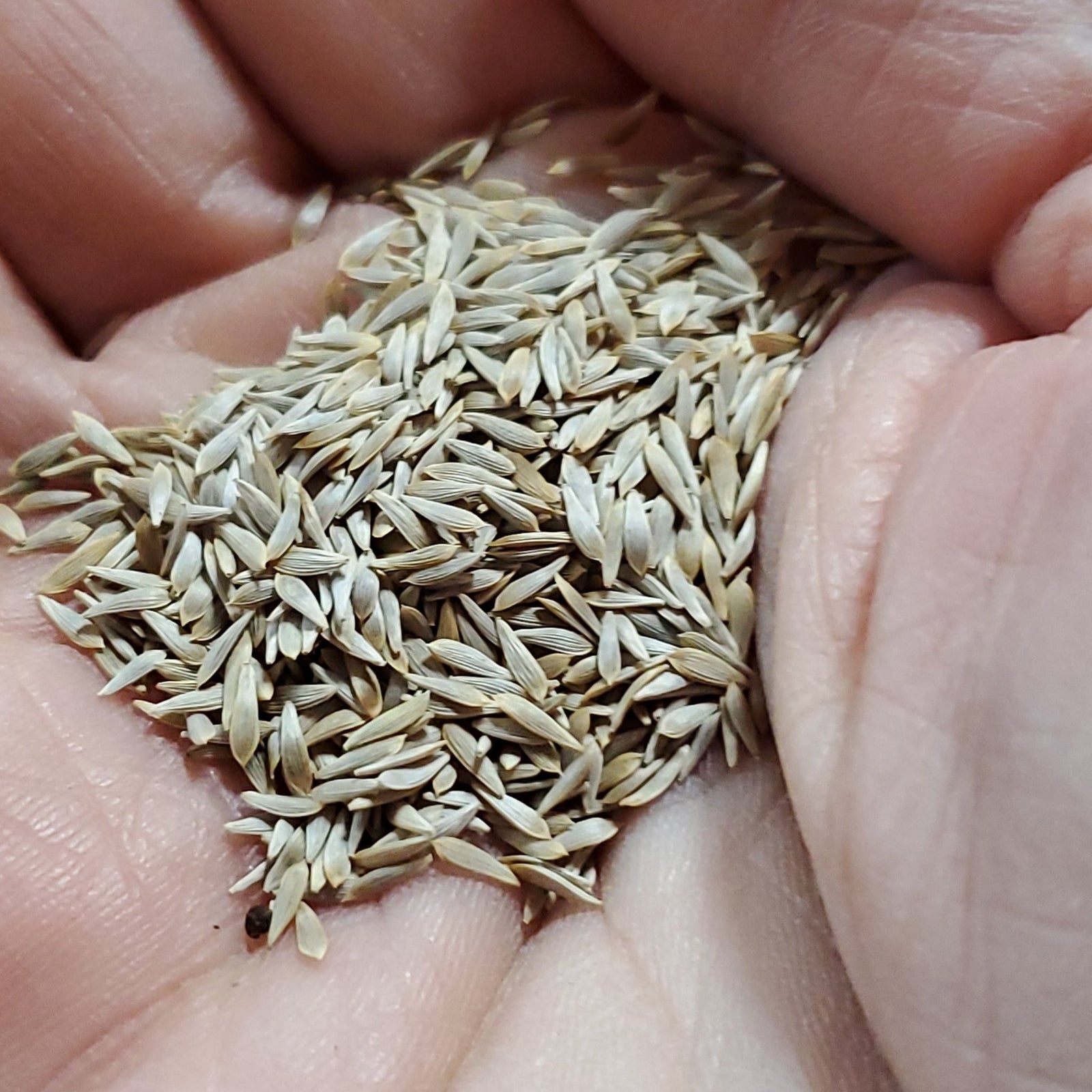 Lettuce - Jericho Romaine Head (Heirloom) - Whitwam Organics