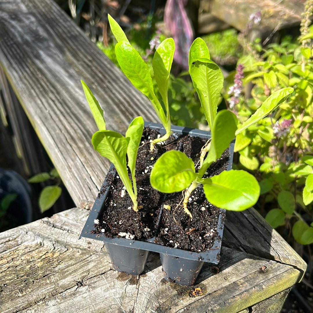Lettuce - Jericho Romaine Head (Heirloom) - Whitwam Organics