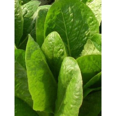 Lettuce - Jericho Romaine Head (Heirloom) - Whitwam Organics