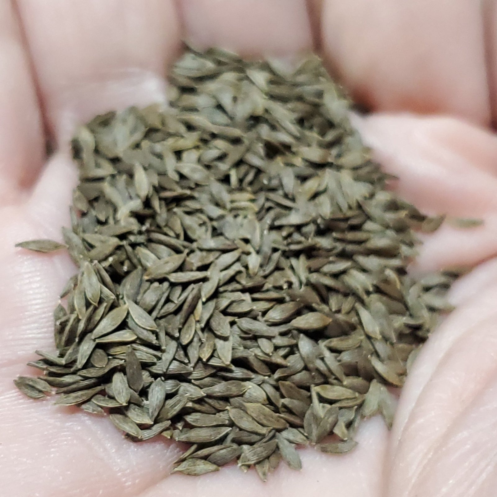 Lettuce - Manoa Semi - Head - Whitwam Organics