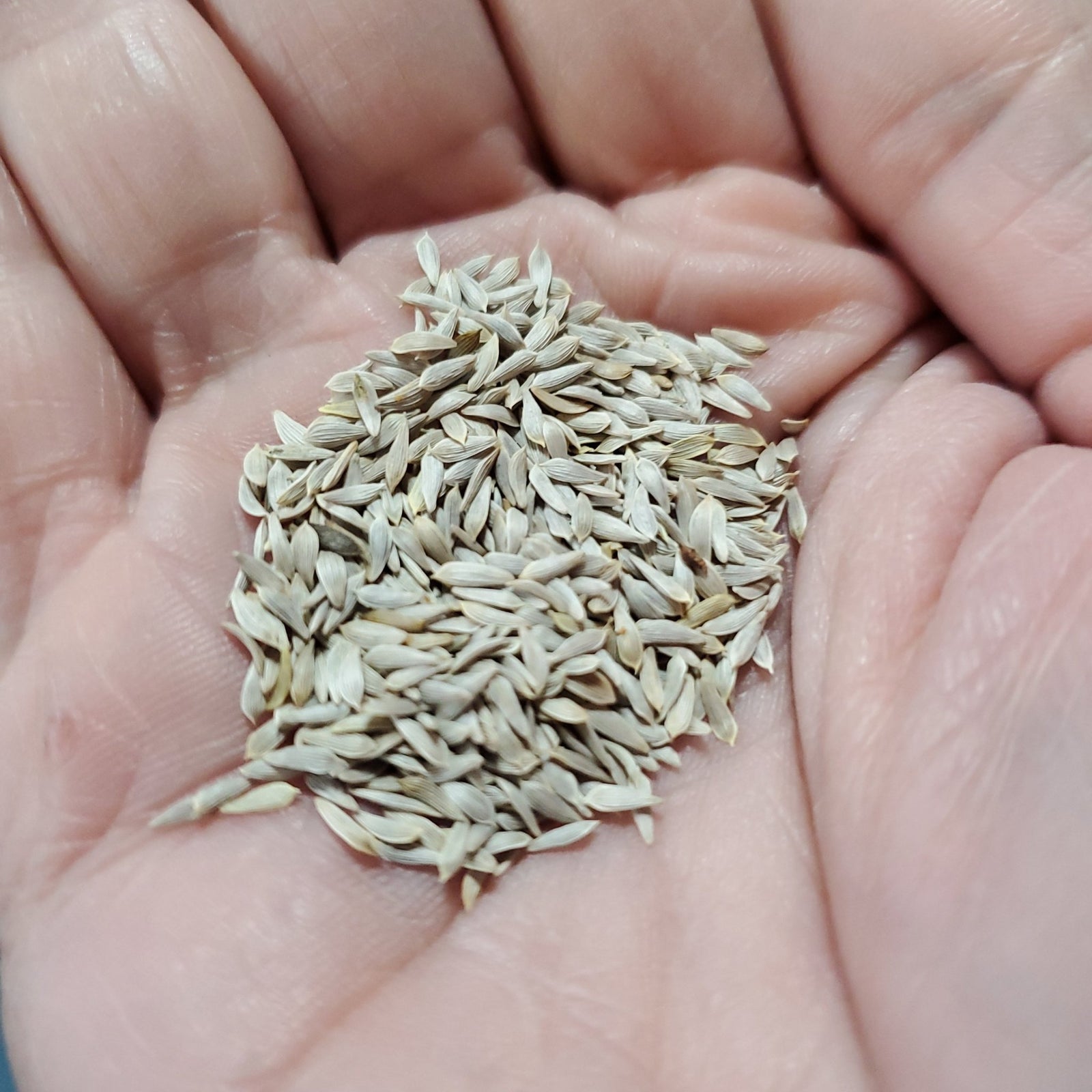 Lettuce - New Red Fire Leaf - Whitwam Organics