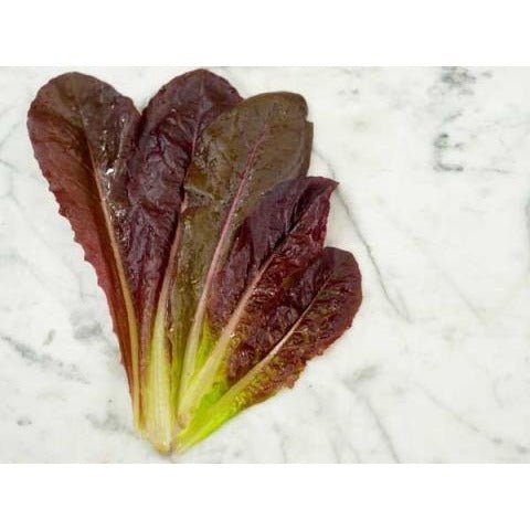 Lettuce - Red Romaine Head (Heirloom) - Whitwam Organics