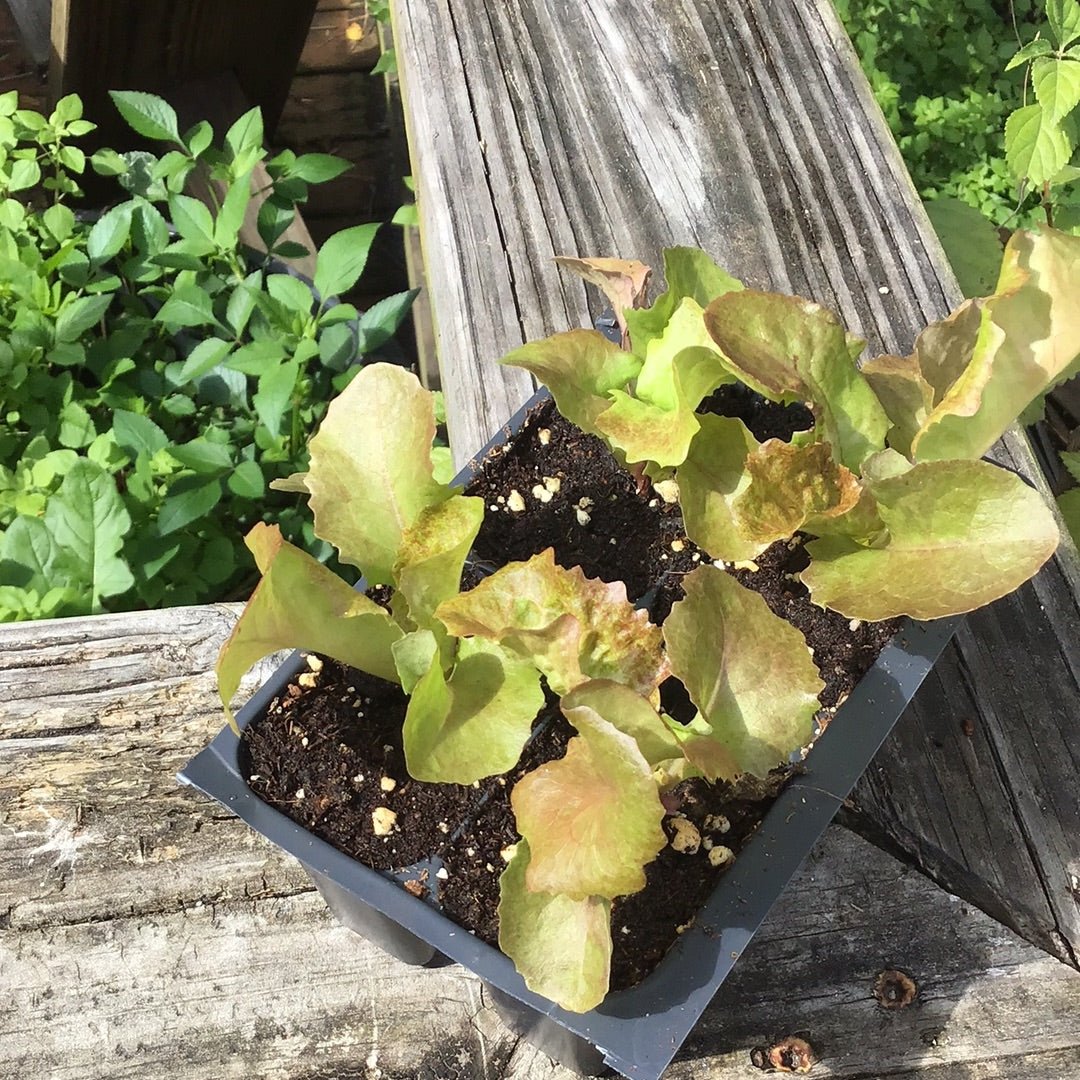 Lettuce - Ruby Red Leaf (Heirloom) - Whitwam Organics
