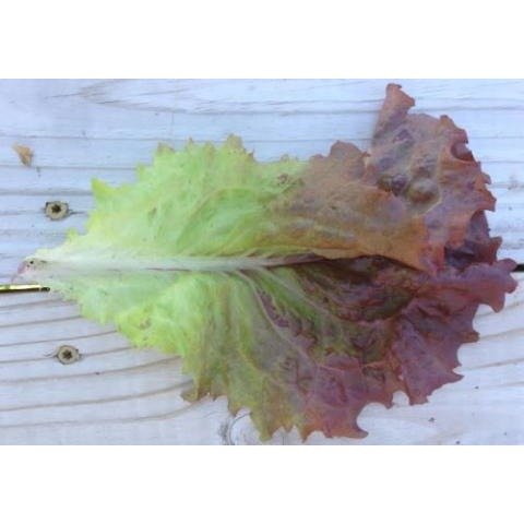 Lettuce - Ruby Red Leaf (Heirloom) - Whitwam Organics