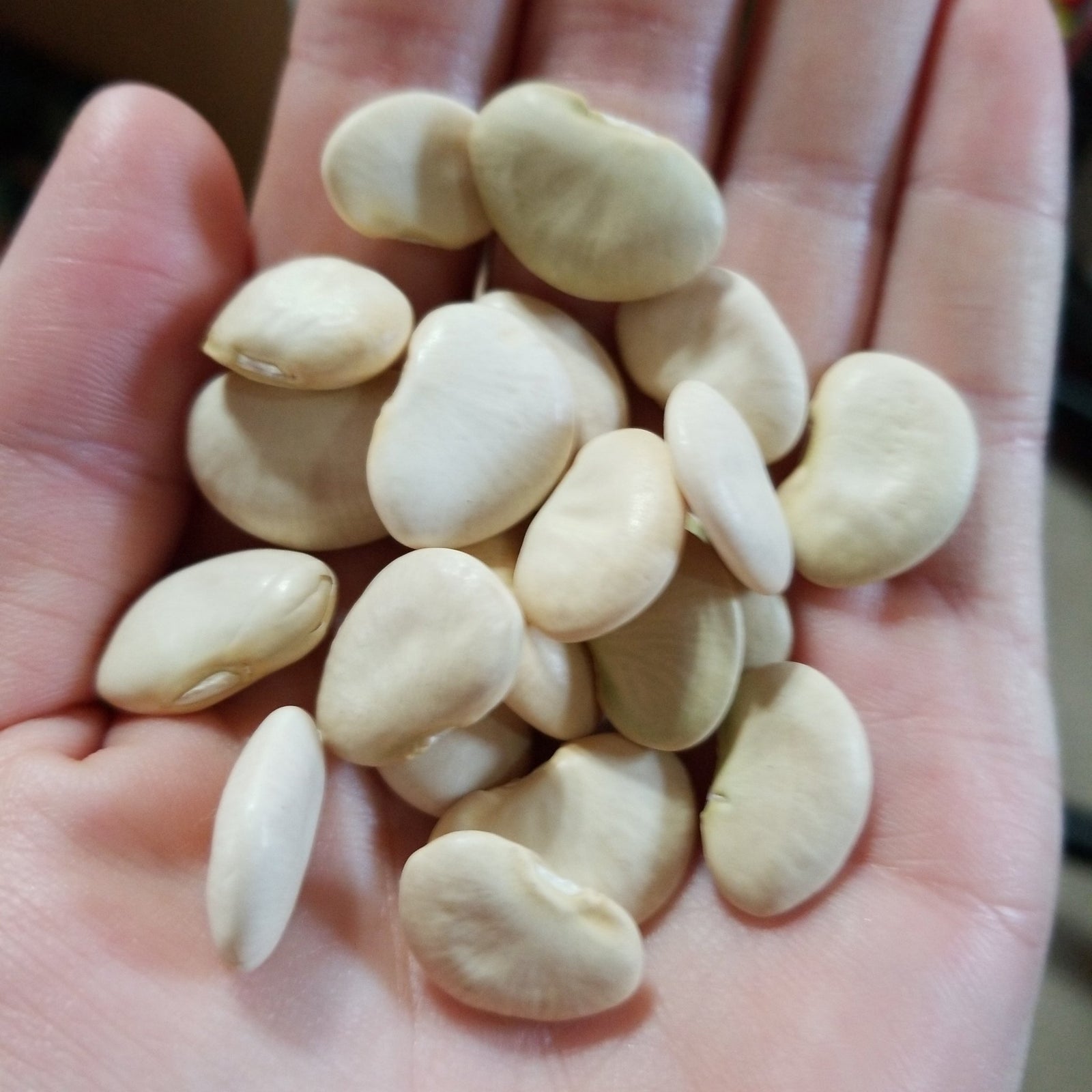 Lima Bean - King of the Garden - Whitwam Organics