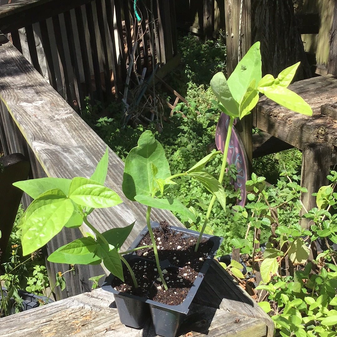 Long Bean - Long Green - Whitwam Organics