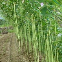 Long Bean - Long Green - Whitwam Organics