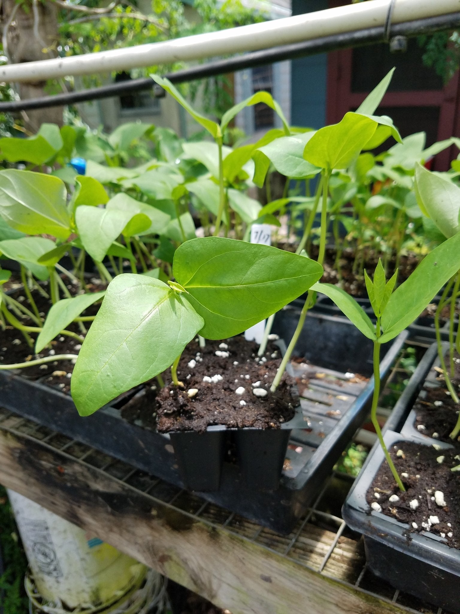 Long Bean - Long Green - Whitwam Organics