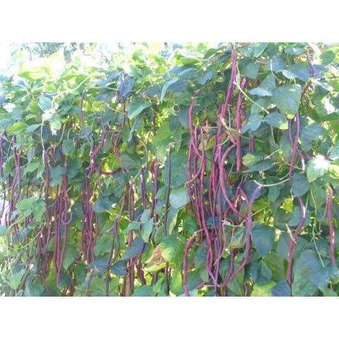 Long Bean - Red Noodle - Whitwam Organics