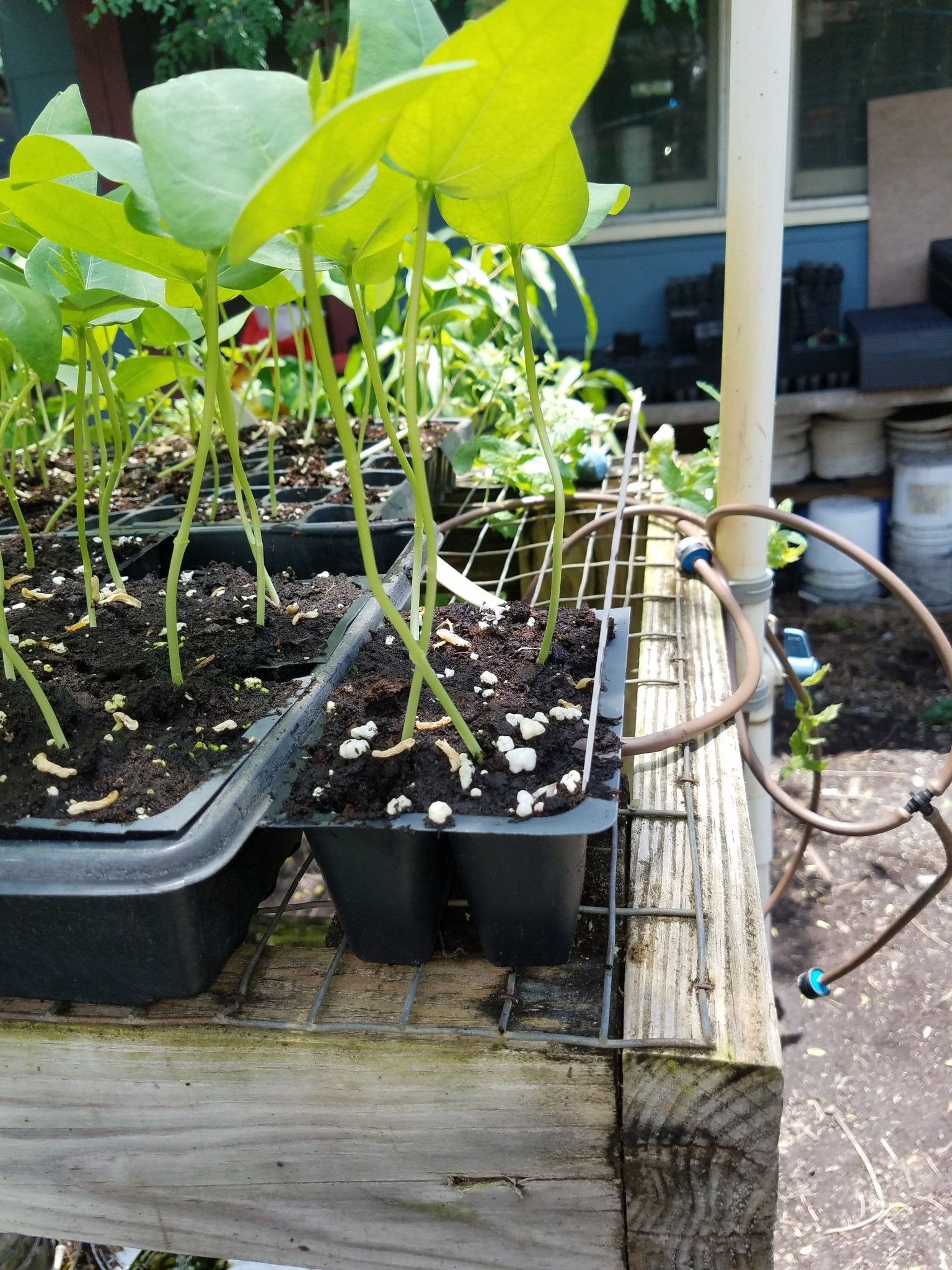 long beans plant in pot Long Bean-Red Noodle – Whitwam Organics