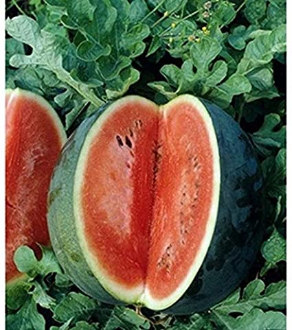 Melon - Florida Giant Watermelon (Florida heirloom) - Whitwam Organics