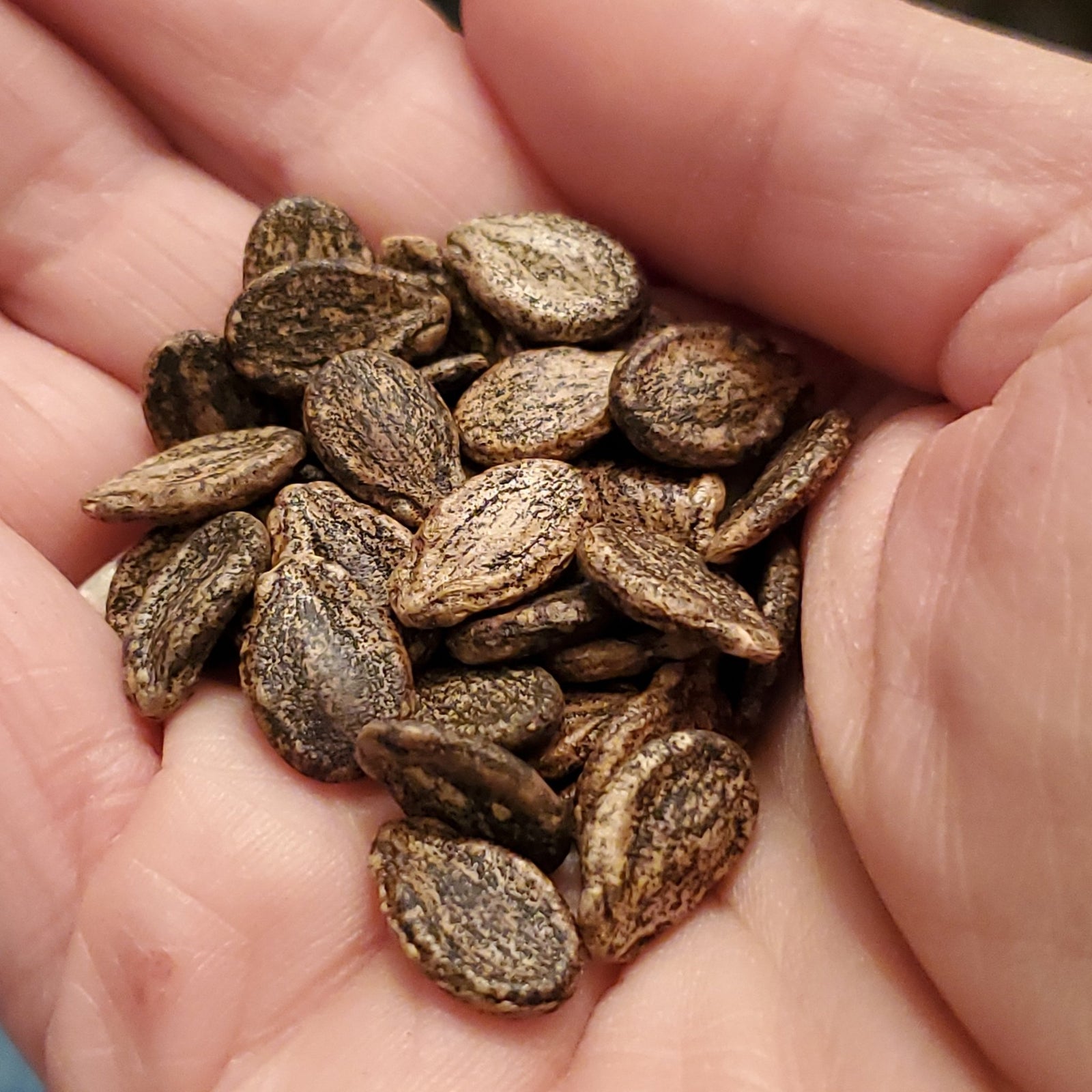 Melon - Florida Giant Watermelon (Florida heirloom) - Whitwam Organics