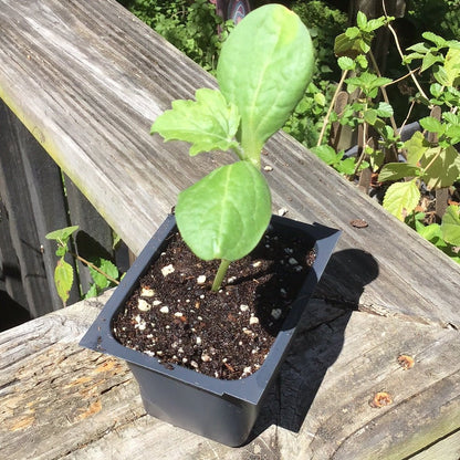 Melon - Florida Giant Watermelon (Florida heirloom) - Whitwam Organics