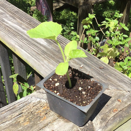 Melon - Hakucho Charentais Cantaloupe - Whitwam Organics