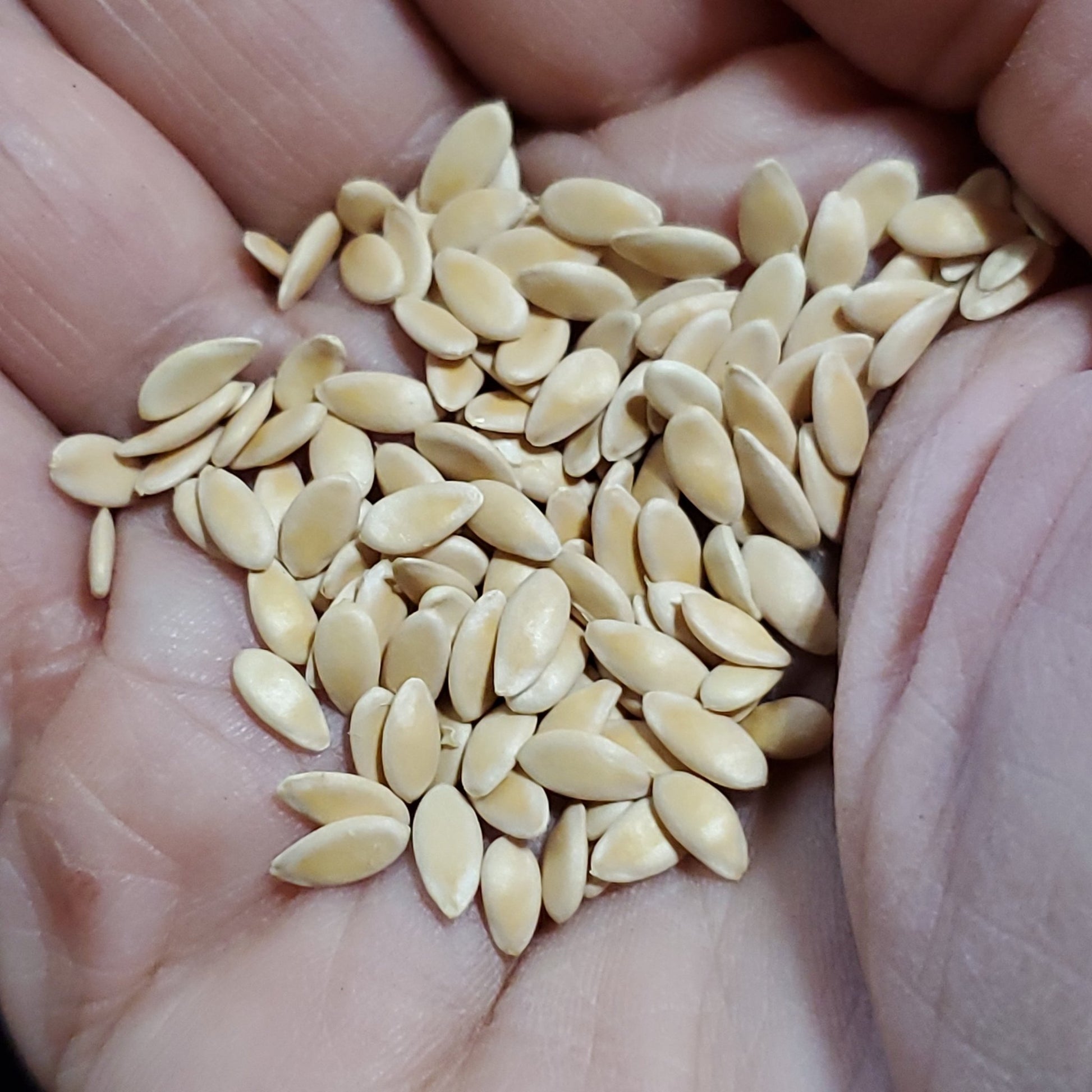 Melon - Hakucho Charentais Cantaloupe - Whitwam Organics