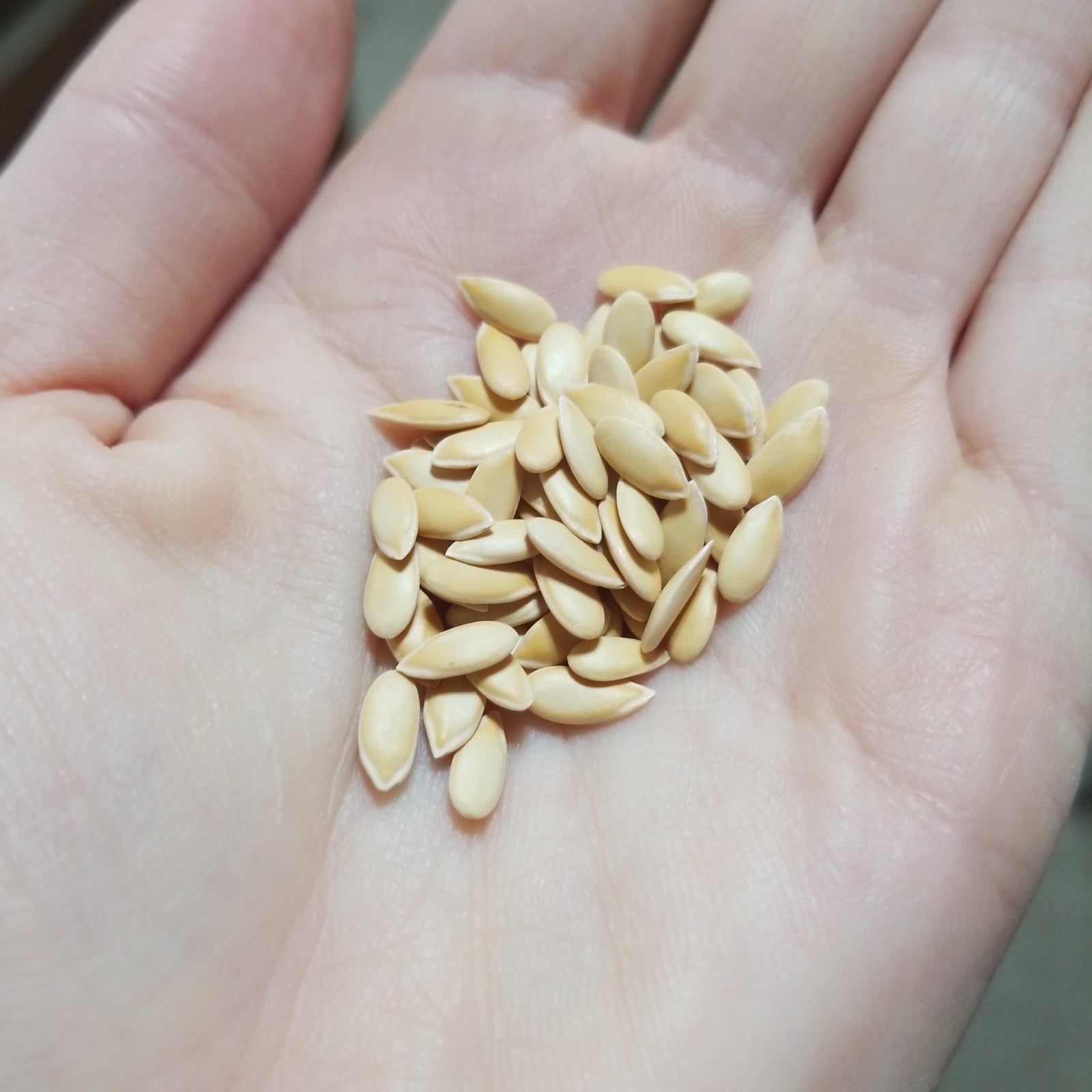 Melon - Ichiba Kouji Honeydew - Whitwam Organics