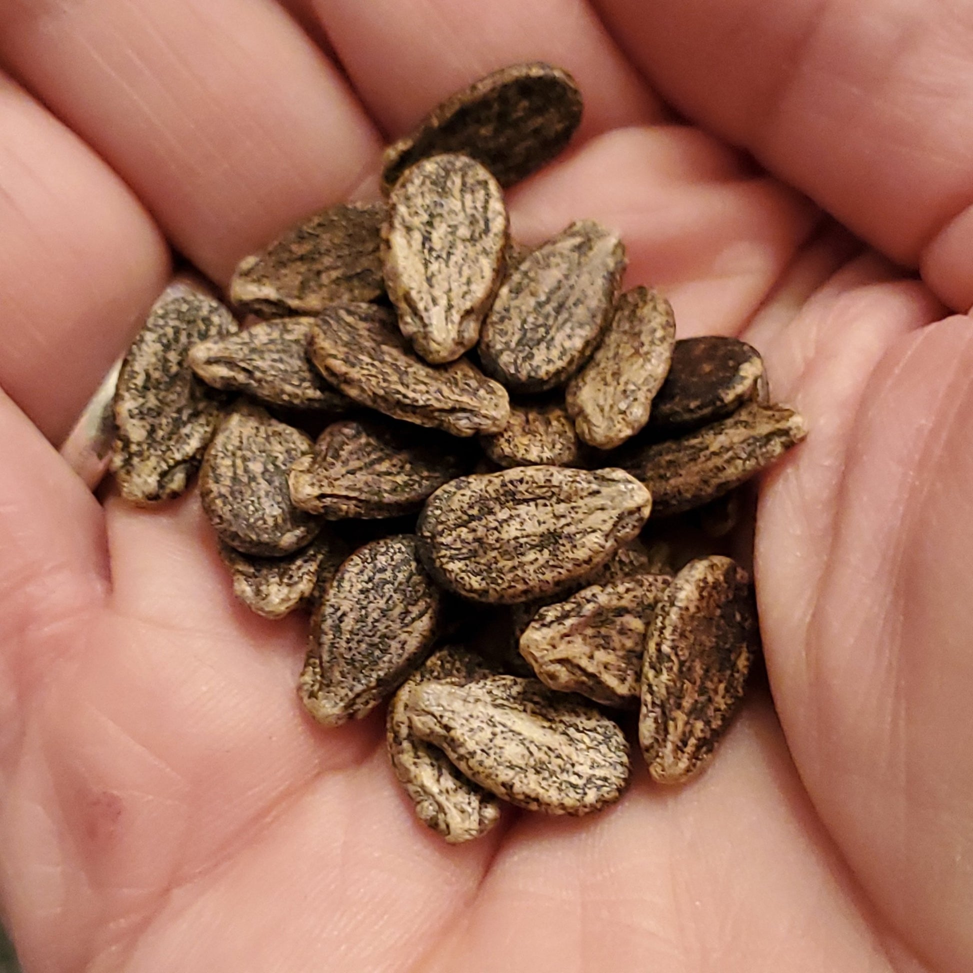 Melon - Jubilee Watermelon (Florida heirloom) - Whitwam Organics