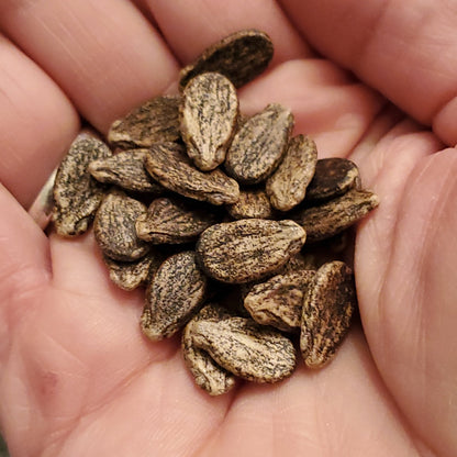 Melon - Jubilee Watermelon (Florida heirloom) - Whitwam Organics