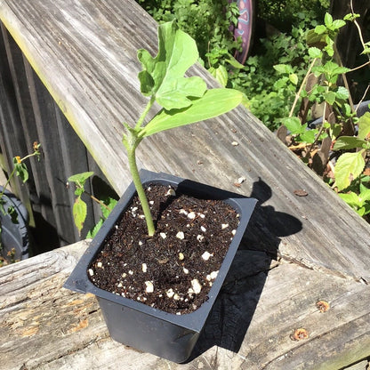 Melon - Jubilee Watermelon (Florida heirloom) - Whitwam Organics