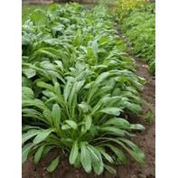 Mibuna - Green Spray - Whitwam Organics