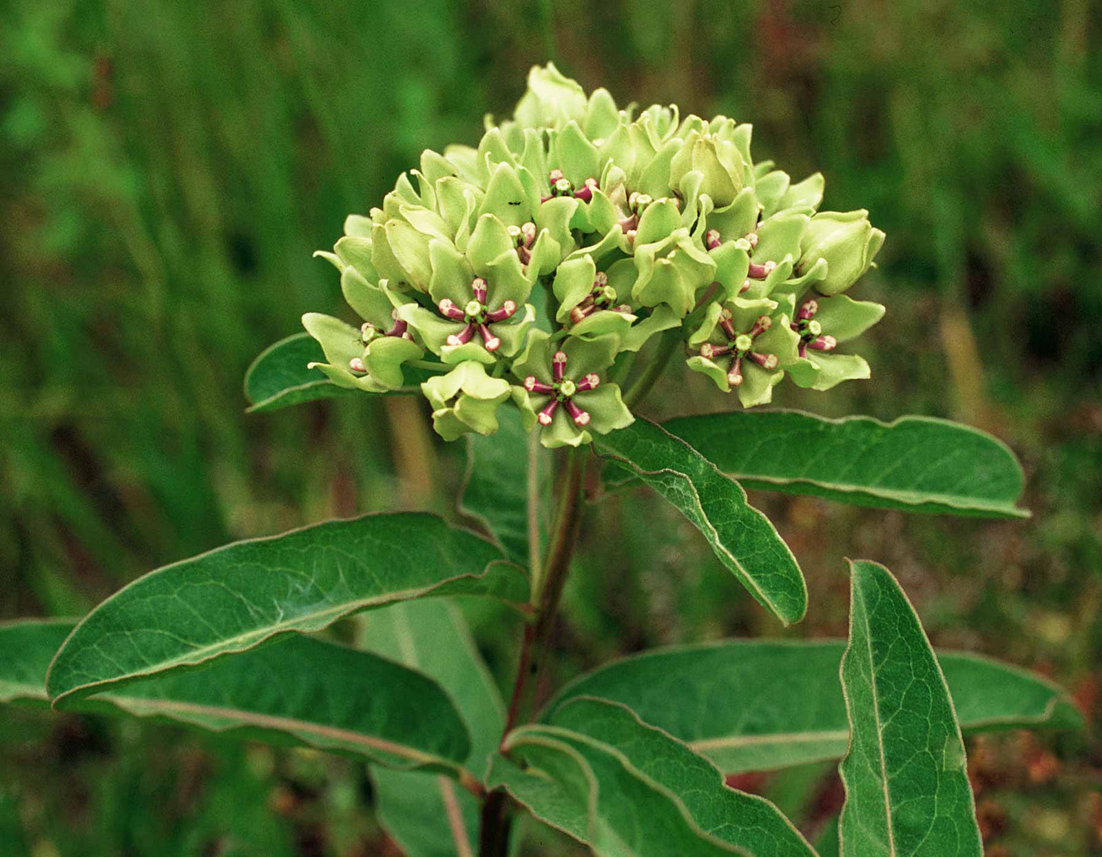 Milkweed - Spider (Asclepias viridis) (Florida Native) - Whitwam Organics