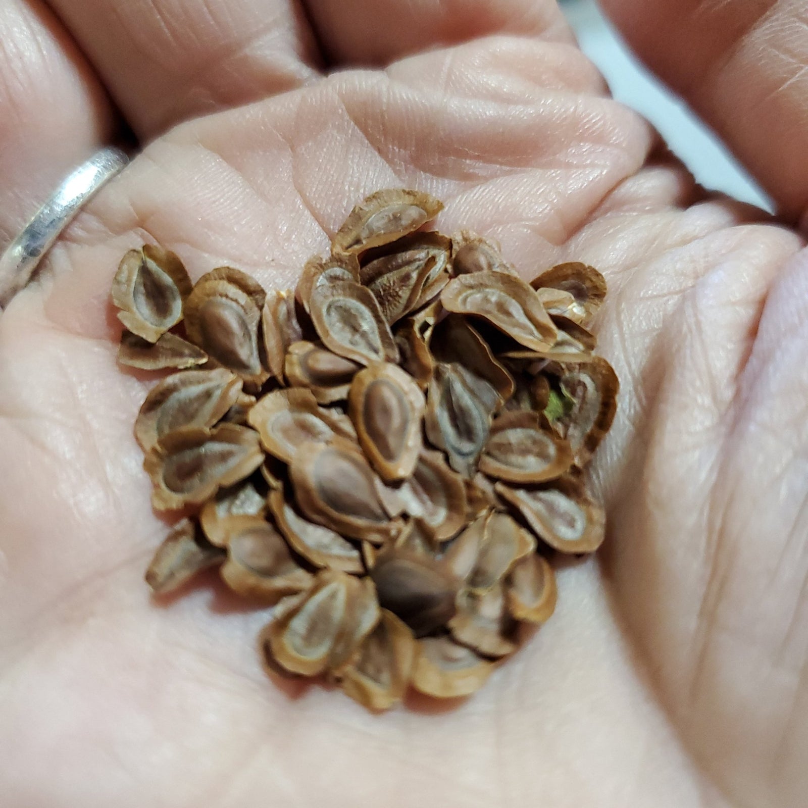 Milkweed - Swamp (Asclepias incarnata) (Florida Native) - Whitwam Organics