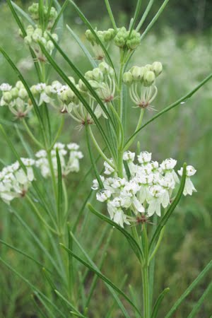 Milkweed - Whorled (Asclepias verticillata) (Florida Native) - Whitwam Organics