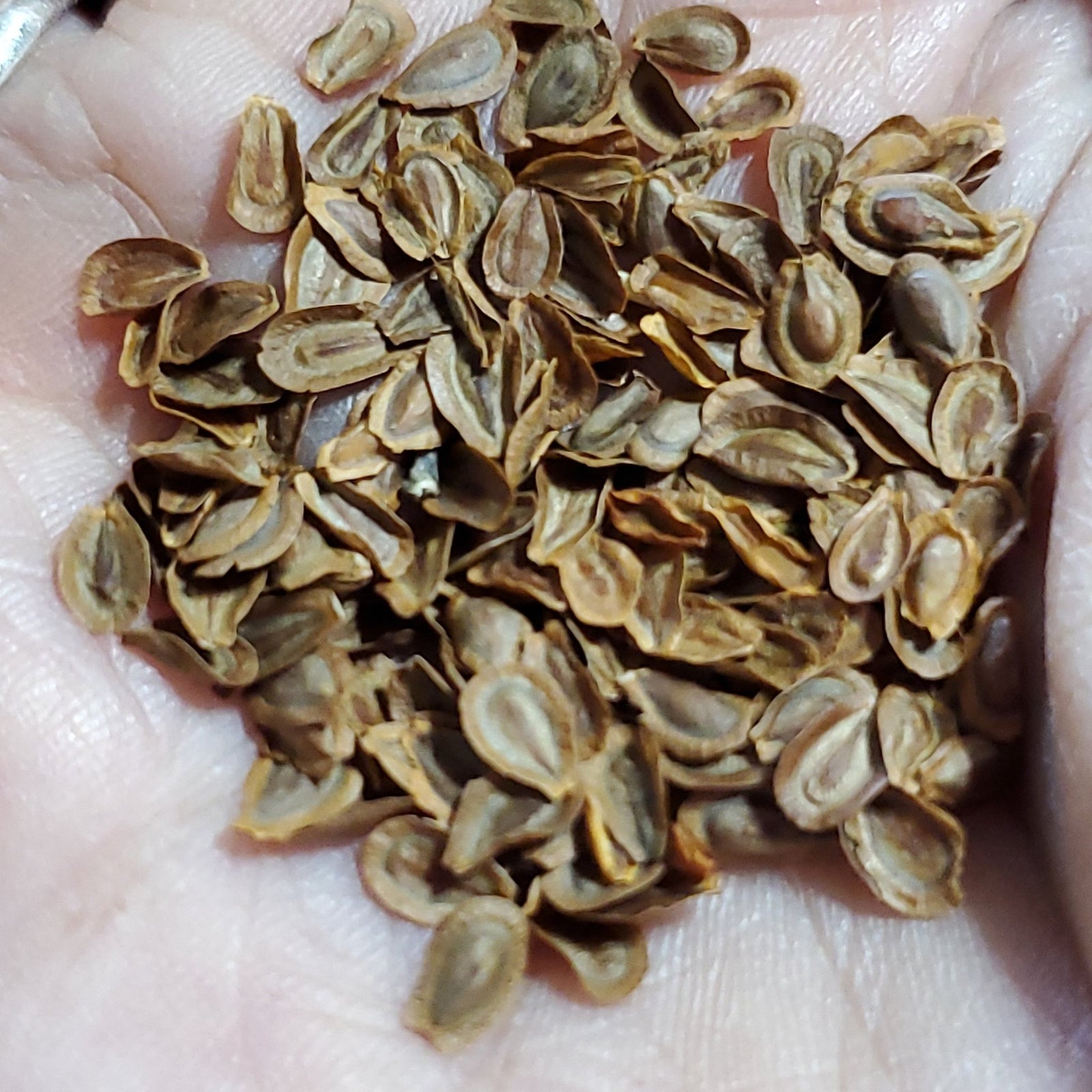 Milkweed - Whorled (Asclepias verticillata) (Florida Native) - Whitwam Organics