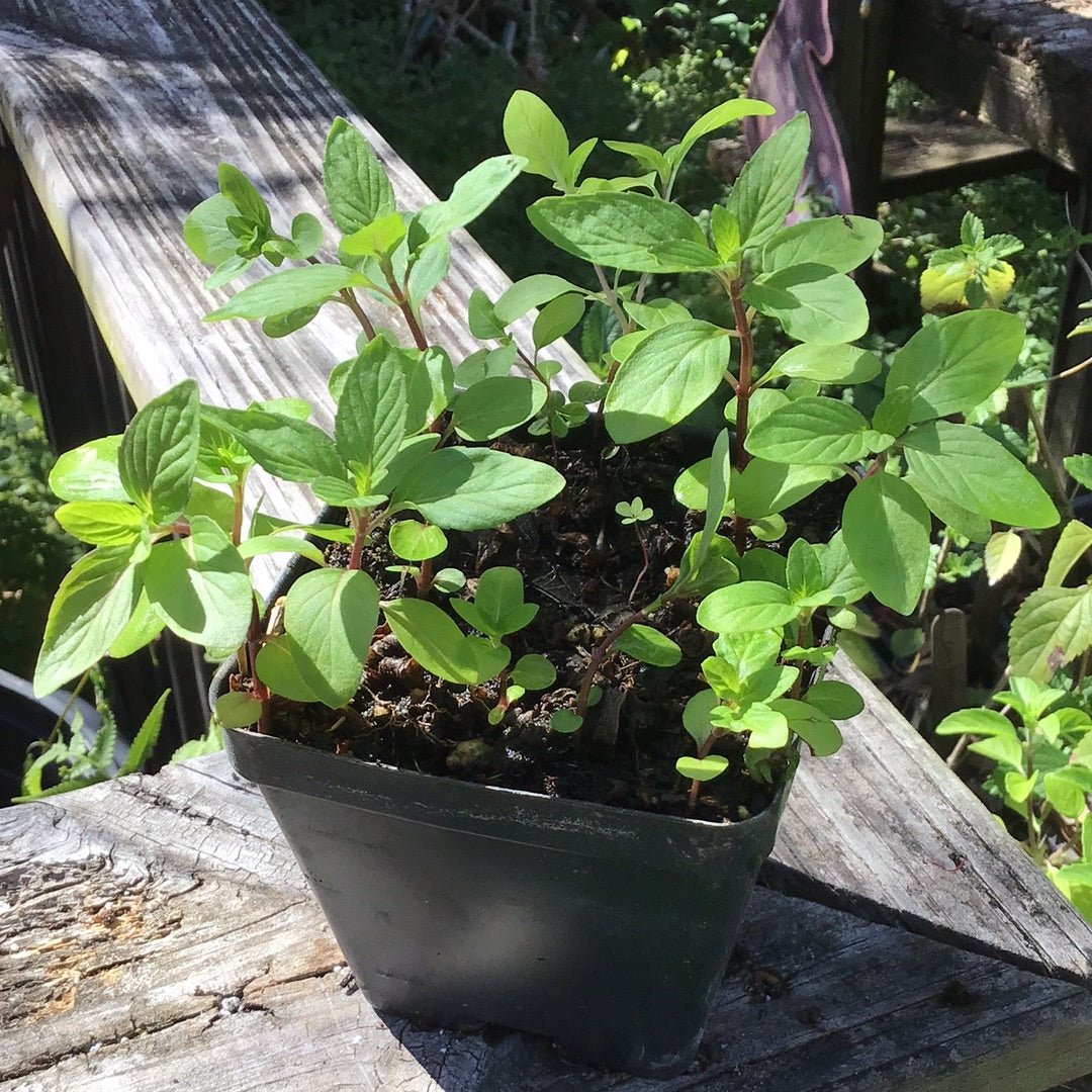 Mint - Hung Cay Mint, "Vietnamese Mint" - Whitwam Organics