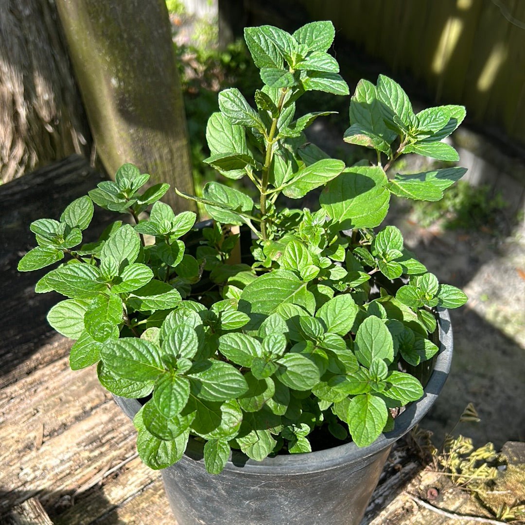 mojito mint plant seeds Mint- Mojito Mint