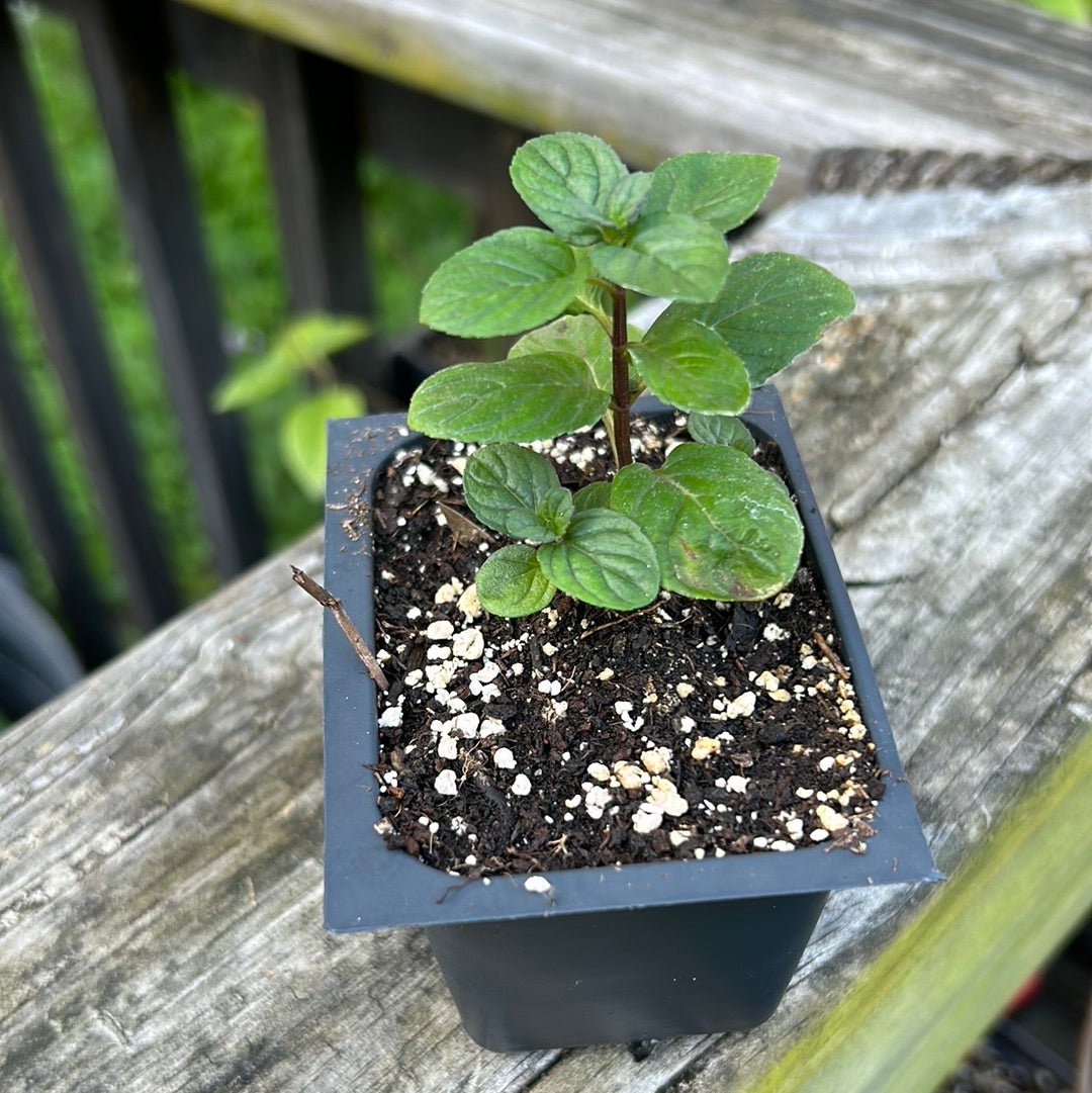 Mint - Mojito Mint - Whitwam Organics