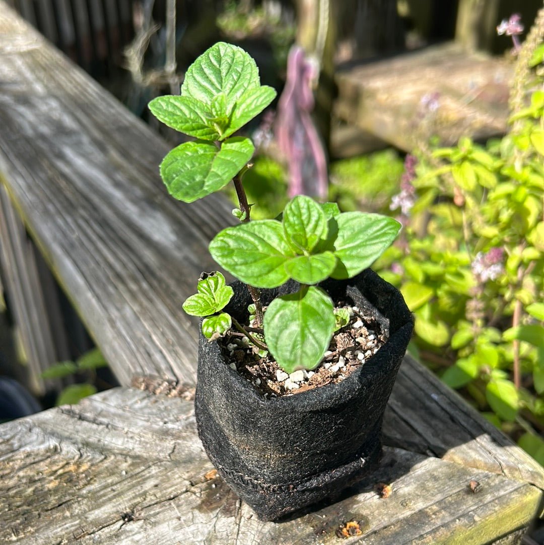 Mint - Mojito Mint - Whitwam Organics