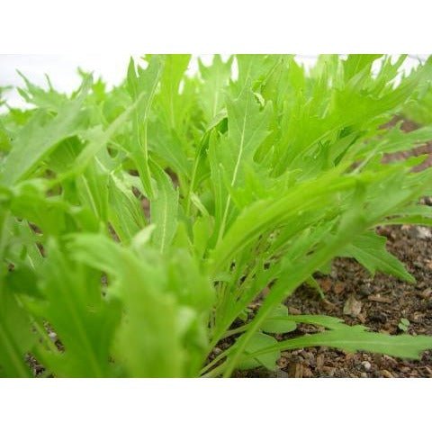 Mizuna - Early - Whitwam Organics