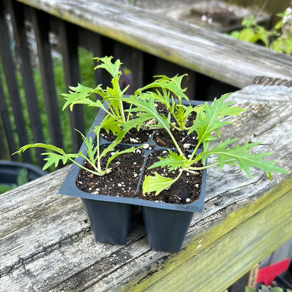 Mizuna - Early - Whitwam Organics