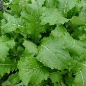 Mustard - Florida Broadleaf (Florida heirloom) - Whitwam Organics