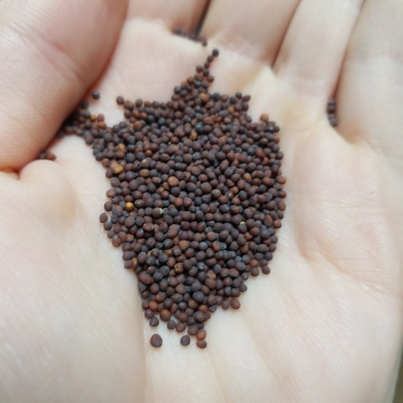 Mustard - Florida Broadleaf (Florida heirloom) - Whitwam Organics