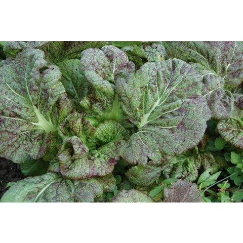 Mustard - Green Amsoi Miike Giant Broad Leaf - Whitwam Organics