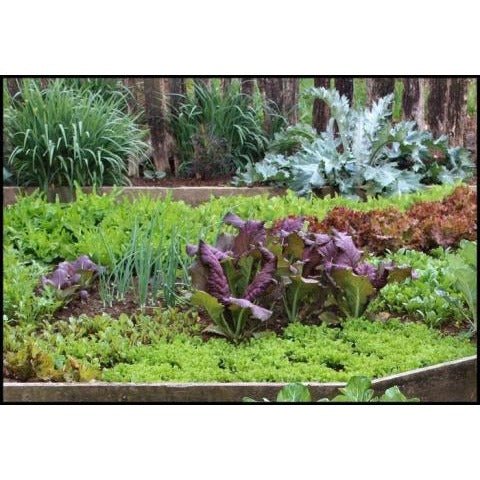 Mustard - Red Giant Broad Leaf - Whitwam Organics